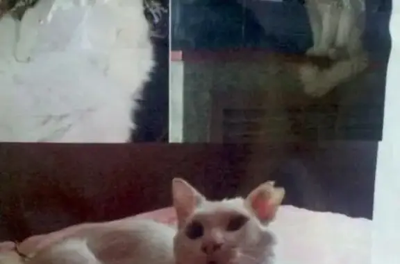 Пропал кот с порванным ухом и серым ошейником в районе Боевая/Островского, Астрахань