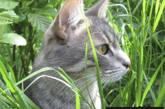 Пропала кошка на пр. Боголюбова 11 в Дубне