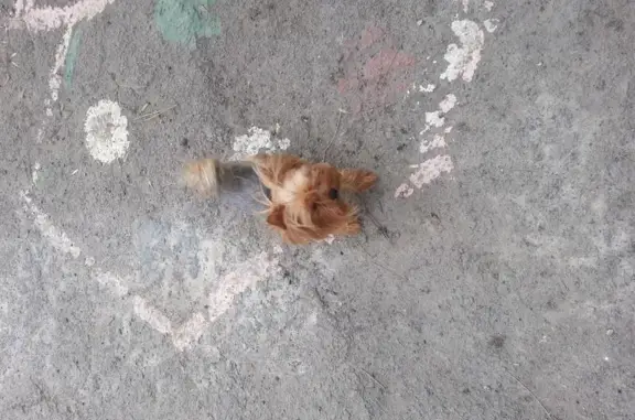 Пропала собака в Шахтах, ул. Матросова