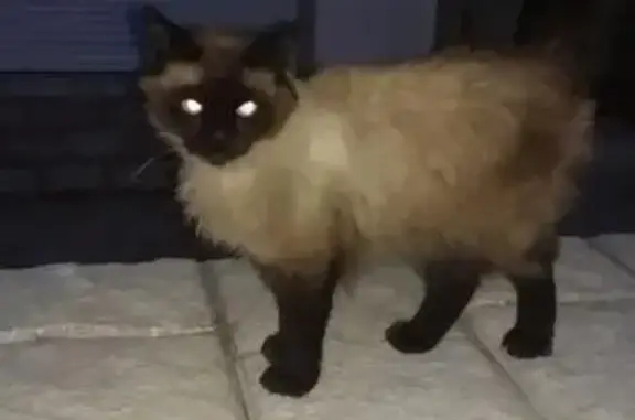 Найдена тайская кошка в р-не Лермонтова - Садовая!