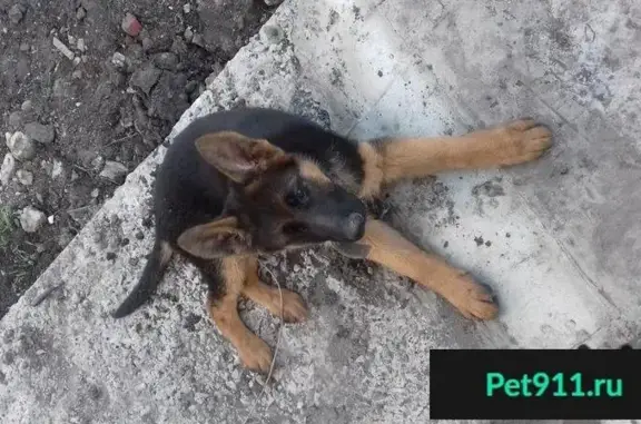 Пропала собака на улице Полевая