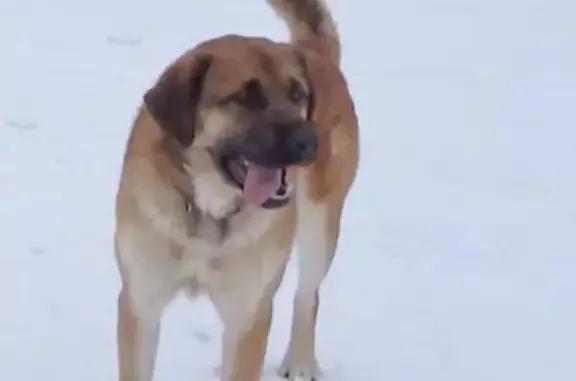 Пропала собака в Тверской области