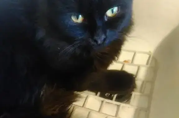 Найден черный кот на ул. Бойцовая.