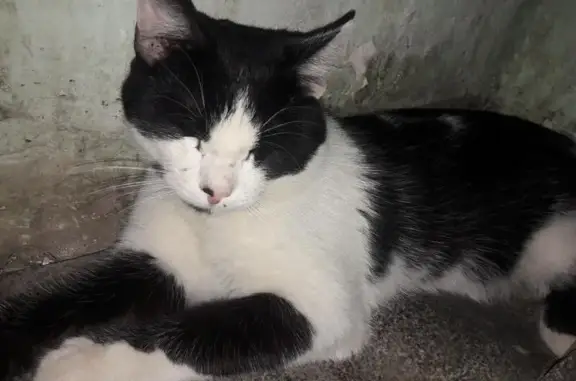Найдена кошка на ул. Чернышевского, дом 54в в Саратове