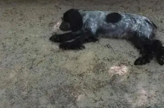 Собака найдена на Профсоюзной 79 в Тюмени
