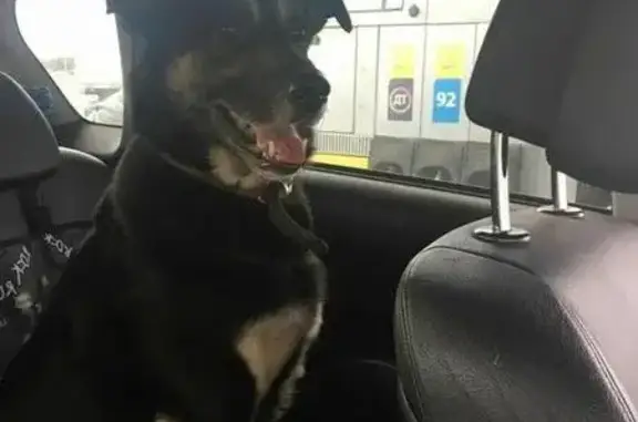 Пропала собака на трассе М4 в Краснодарском крае