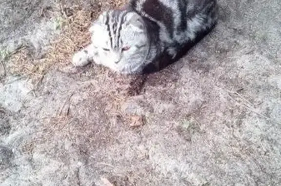 Найден кот в СНТ Заря, Тюмень