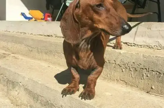 Найдена игривая собака в деревне Боровая