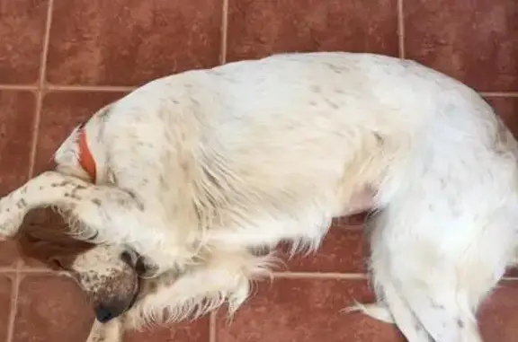 Пропала собака в Балашихе, вознаграждение гарантировано