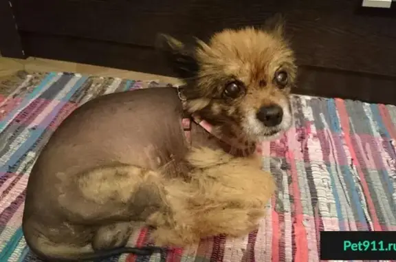 Найдена собака во Владивостоке, помесь хохлатой, розовый ошейник