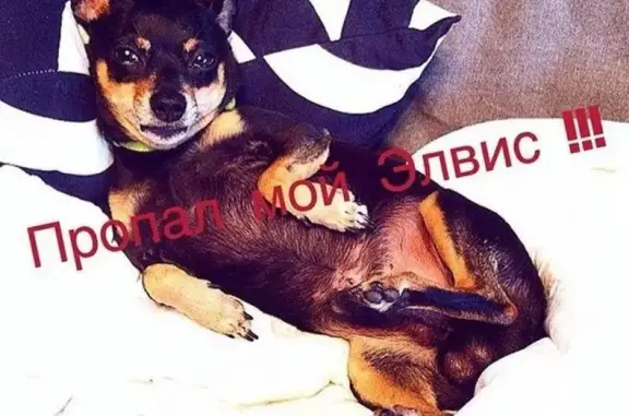 Пропала собака Элвис в Заимке/Красной Речке, Киргизия