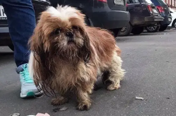 Собака найдена возле метро Белорусская