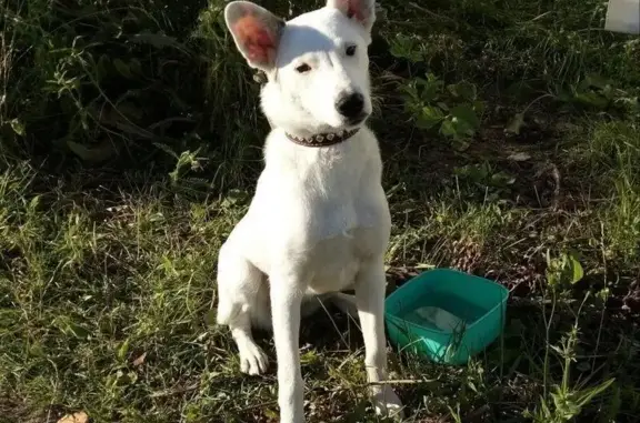 Найдена домашняя собака на Рижском шоссе