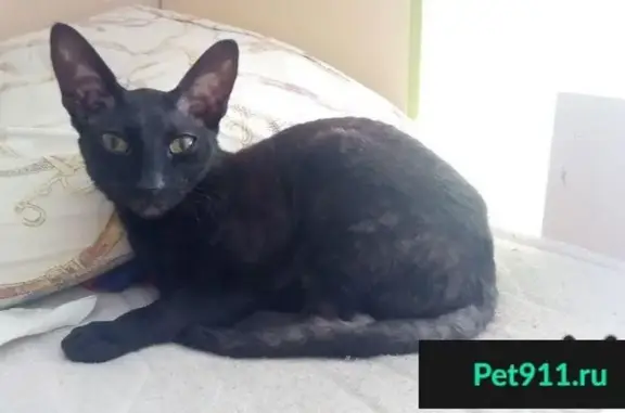 Пропала черная кошка на пр. Солидарности, Невский район