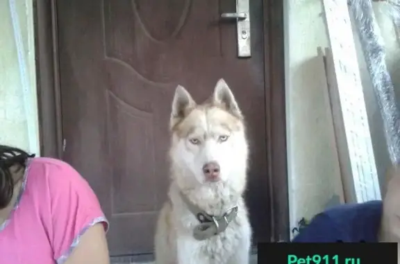 Собака найдена на Яблоневой улице в Краснодаре