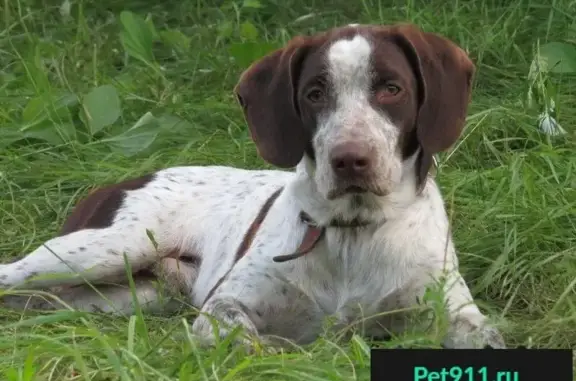Пропала собака Бим в Заходском, Выборгский район.