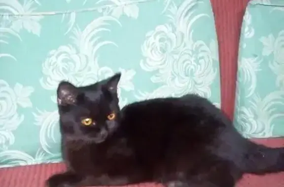 Черная кошка с желтыми глазами в Североуральске