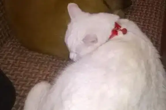 Пропал белый глухой кот с ошейником на ул. Шестая, 97