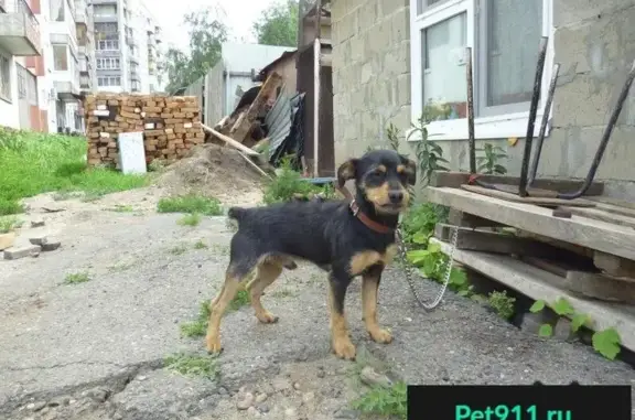 Найдена собака в Томске, нужна помощь!