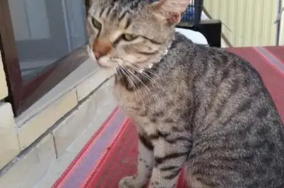 Найден кот с ошейником на ул. Сергиевская, Краснодар