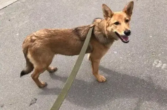 Найдена собака в лесопарке Оккервиль, Кудрово, СПб
