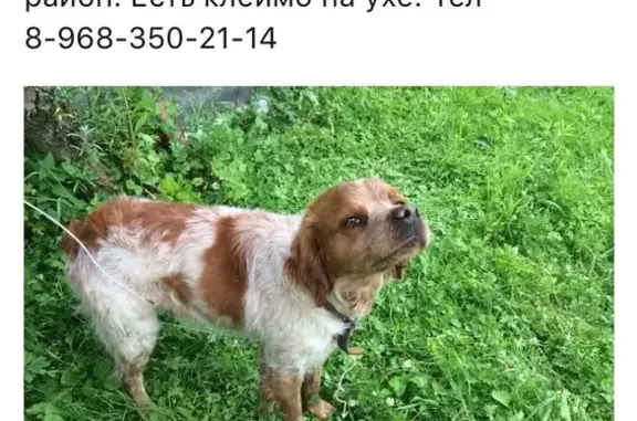 Найдена собака в Московской области: Бретонский эспаньоль