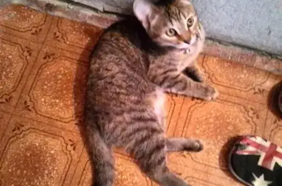 Пропала кошка в Тольятти: Желтый ошейник, ораньжевое пятнышко. Ул. Гидротехническая, 38.