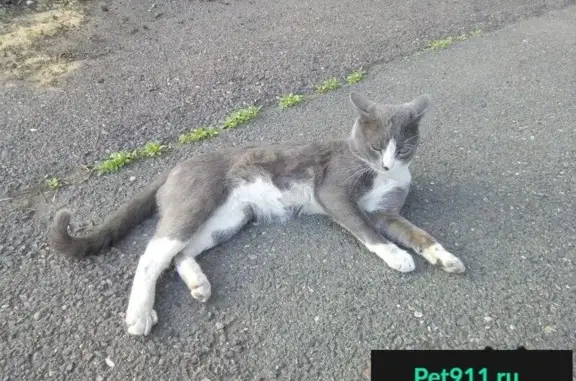 Пропал кот на улице Воронова в Красноярске