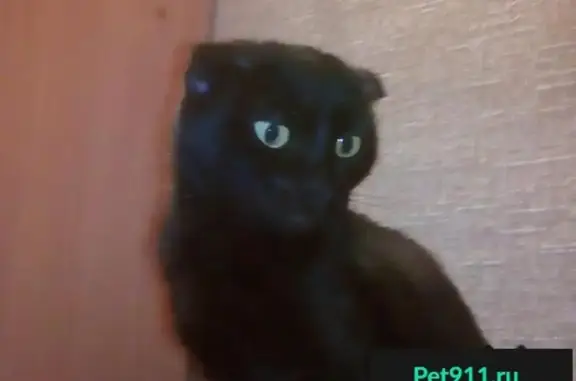 Найдена черная кошка в Эльмаше на Шефской