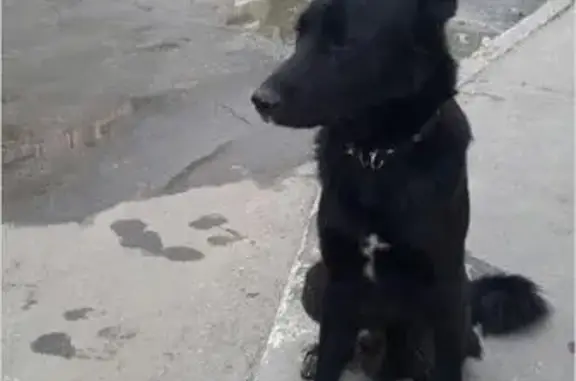 Найдена черная собака с ошейником на ул. Захаренко, 3 день без хозяина