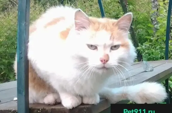Найден ласковый кот в деревне Ватолино, Московская область