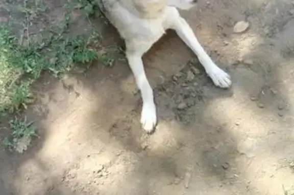 Найдена собака в районе турбазы Волга с ошейником Саратов