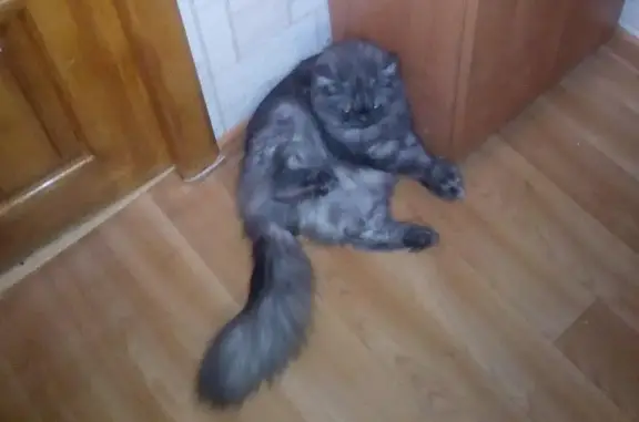 Пропала кошка Соня в Березовском, Свердловская область