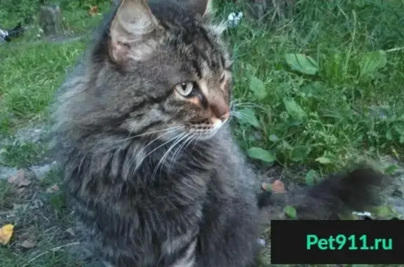 Найден домашний кот в районе Калуги-2