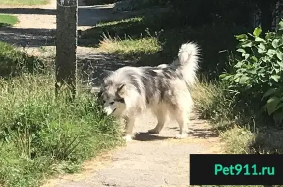 Найдена собака в Михайловске, ищем хозяина