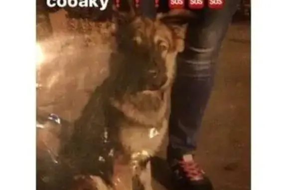 Пропала собака на улице Саянская 23.07 в Ивановском районе
