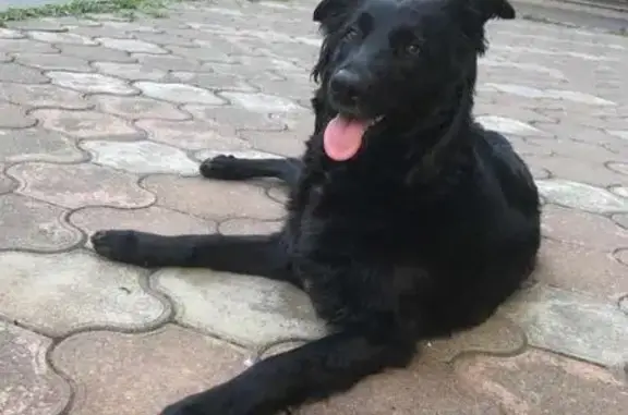 Найдена черная собака с розовым ошейником в Туапсе