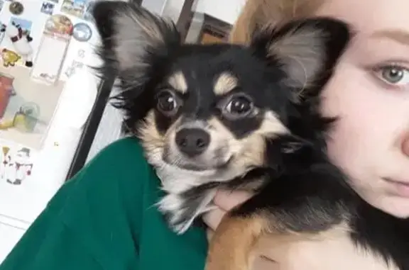 Собаки потеряшки, Мурминское, фото: Потеряшка собака в Рязанском районе, адрес - дачные участки 