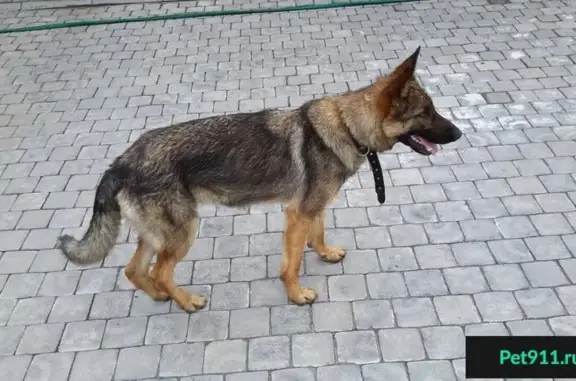 Найдена собака на Левом берегу Омска