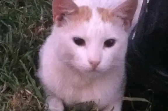 Найден белый кот на Маршала Рыбалко в Родном городе