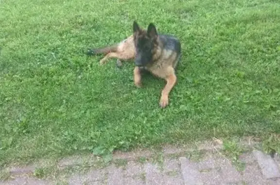 Собака найдена в парке Яуза, Москва