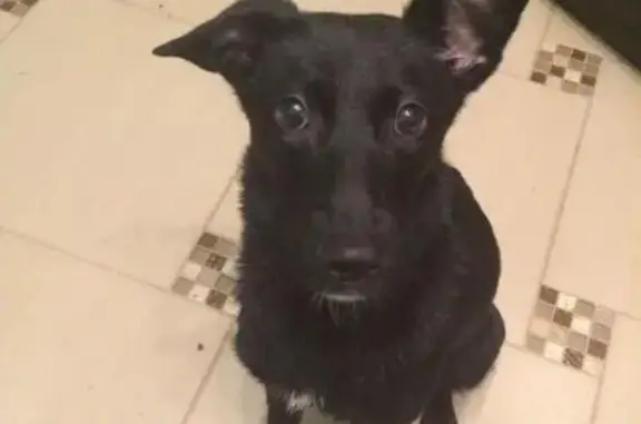 Найден щенок черного окраса в Москве.