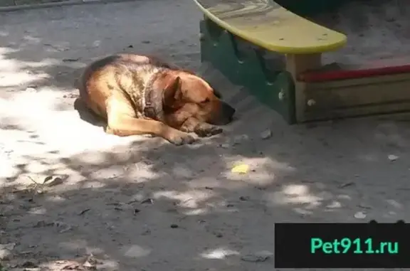 Найдена домашняя собака в Тольятти с признаками потери