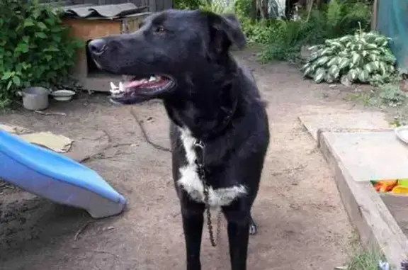 Пропала собака возле Белого озера в Косино, Москва