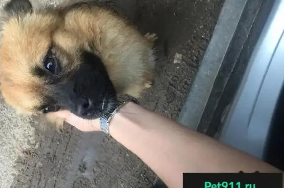 Собака найдена на ул. Шагова, д. 150б в Костроме