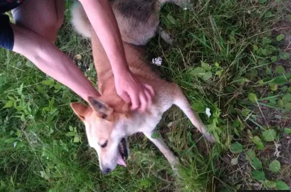 Найдена айдена собака в деревне Анциферово, Орехово-Зуевский район