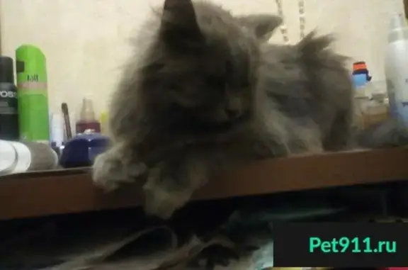 Найдена кошка в Коминтерновском, нужен хозяин!