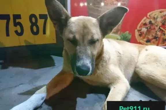 Найден одомашенный пес в Москве, ищет хозяев