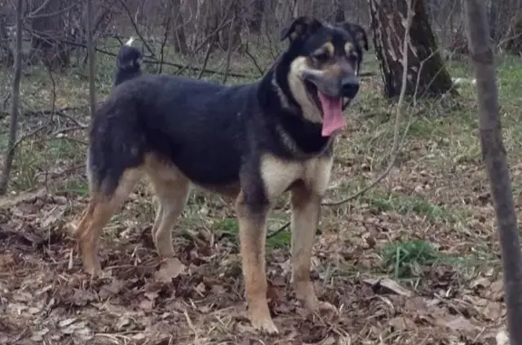 Пропала собака в районе Красной горки, Подольск.