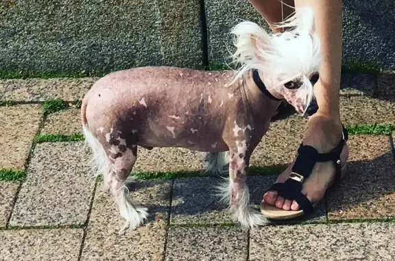 Собаки потеряшки, Березовка, фото: Потеряшка собака Форест в Берёзовке, Самарская область